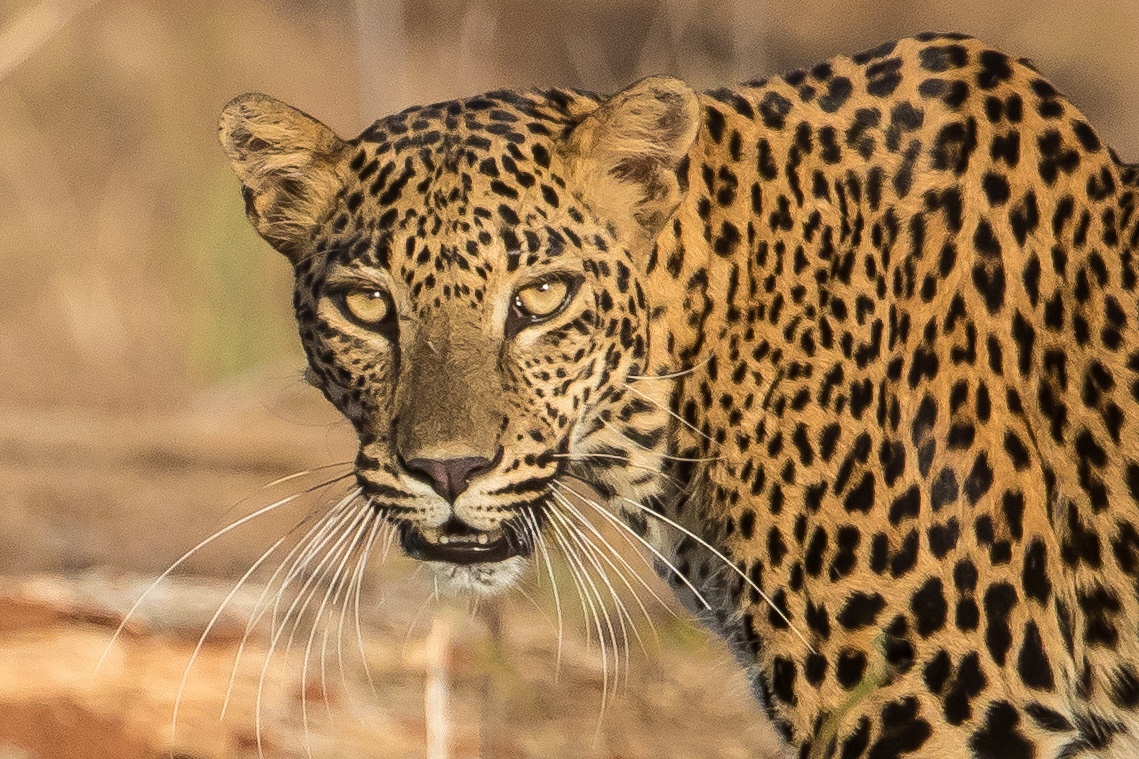 Leopard-11-Sri-Lanka-Inger-Vandyke