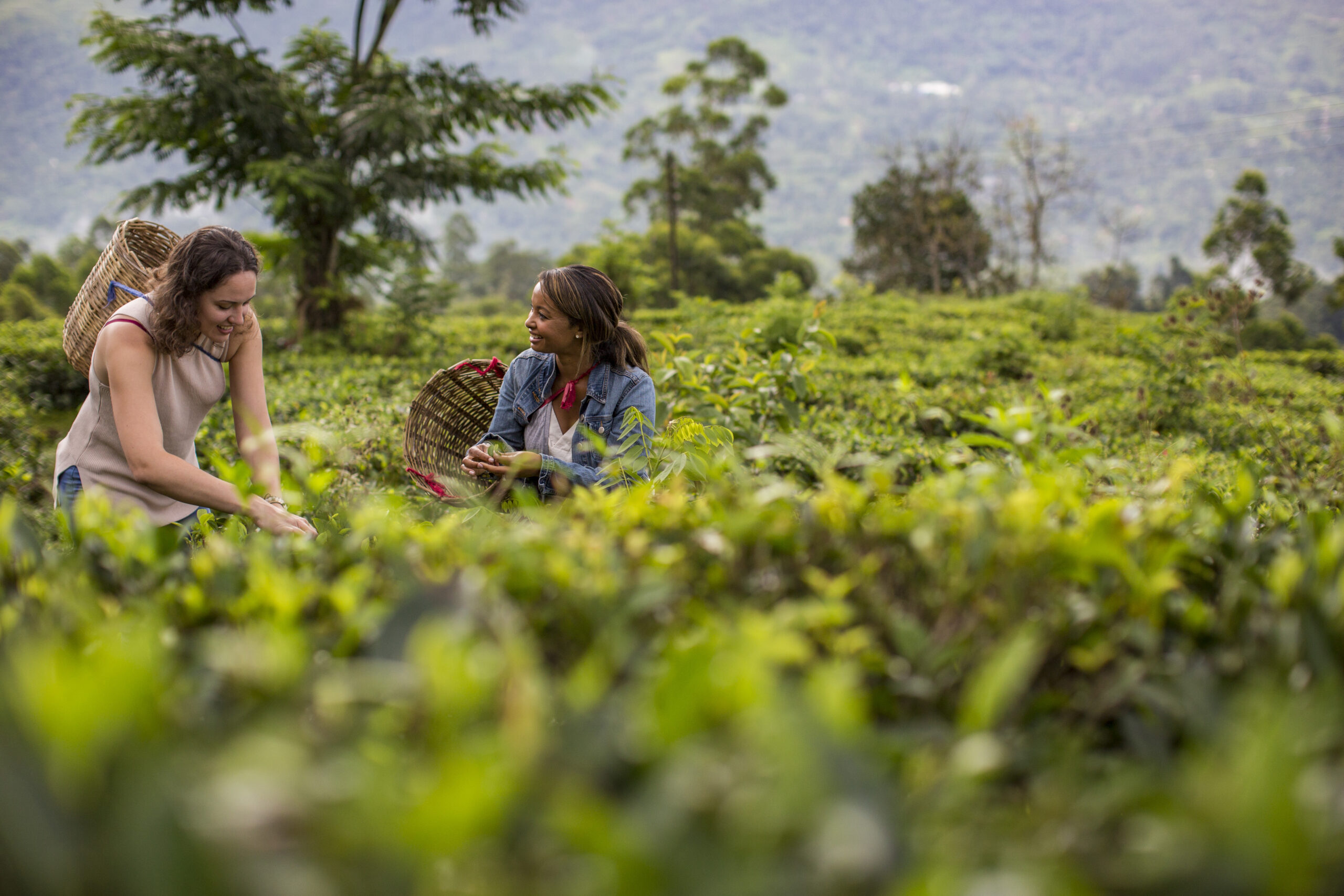 Sri_Lanka_Kandy_Tea_Plantation_Travellers_-_M4A0986_Lg_RGB