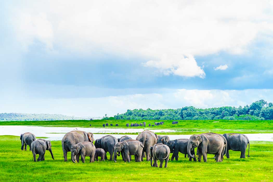 elephants-1050x700-1